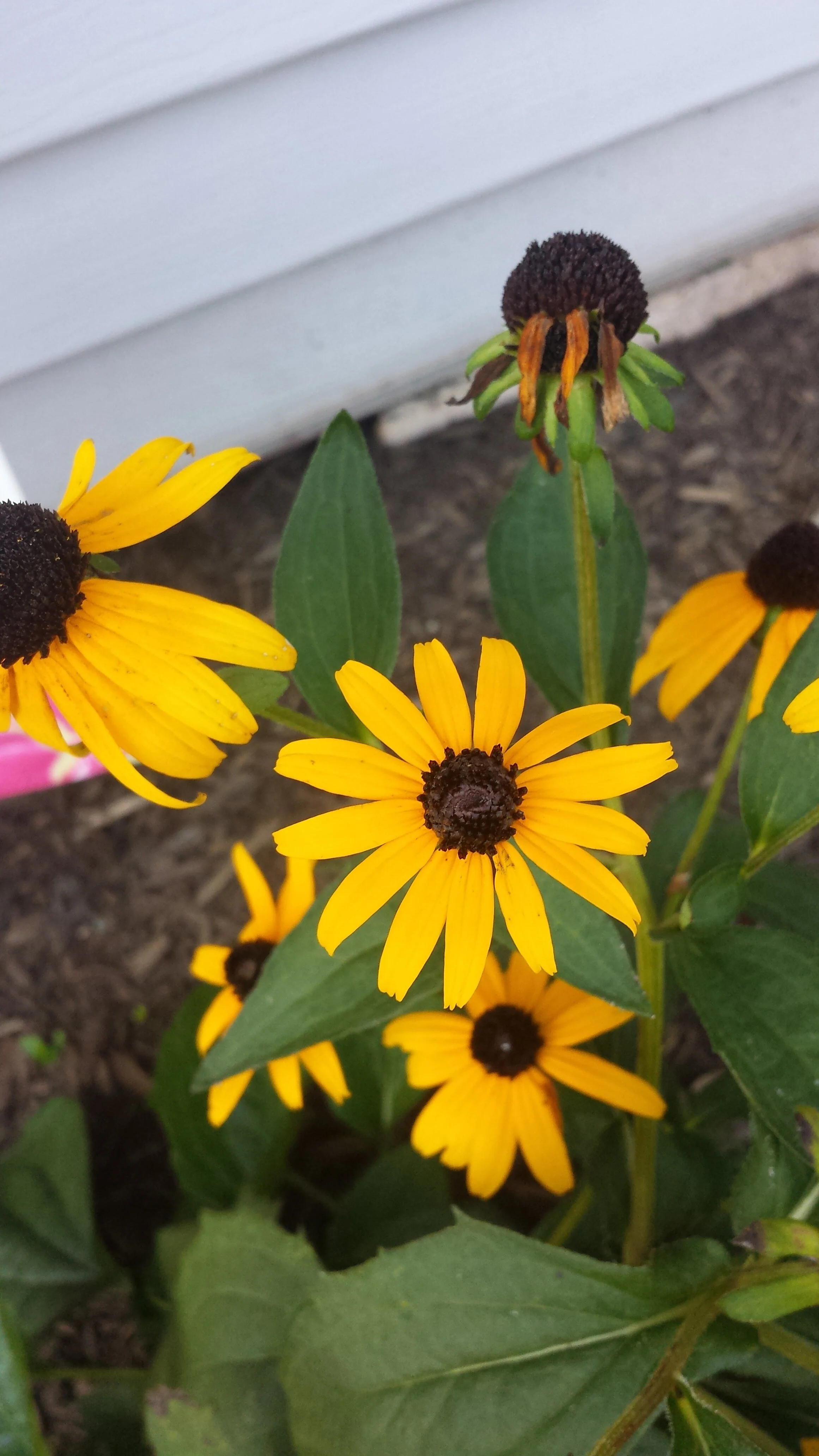 Orange Coneflower - Rudbeckia fulgida — Perkiomen Watershed